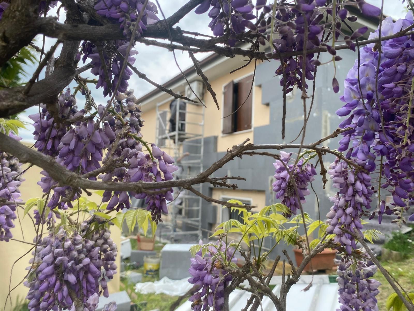 Fiori di glicine viola pendono davanti a una casa con finestre e balcone