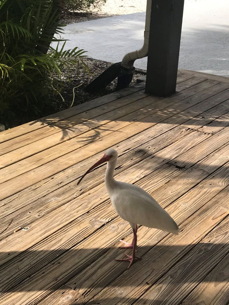 A white bird with a long beak is standing on a wooden deck.