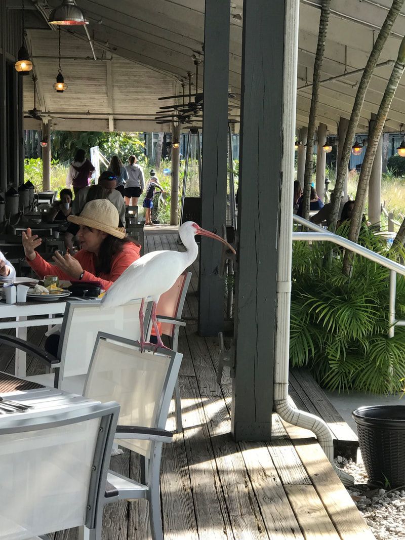 A woman is sitting at a table in a restaurant with a bird sitting on her chair.