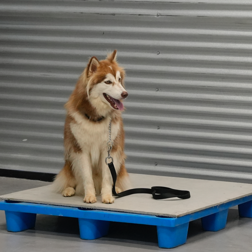A brown and white dog is sitting on a blue pallet