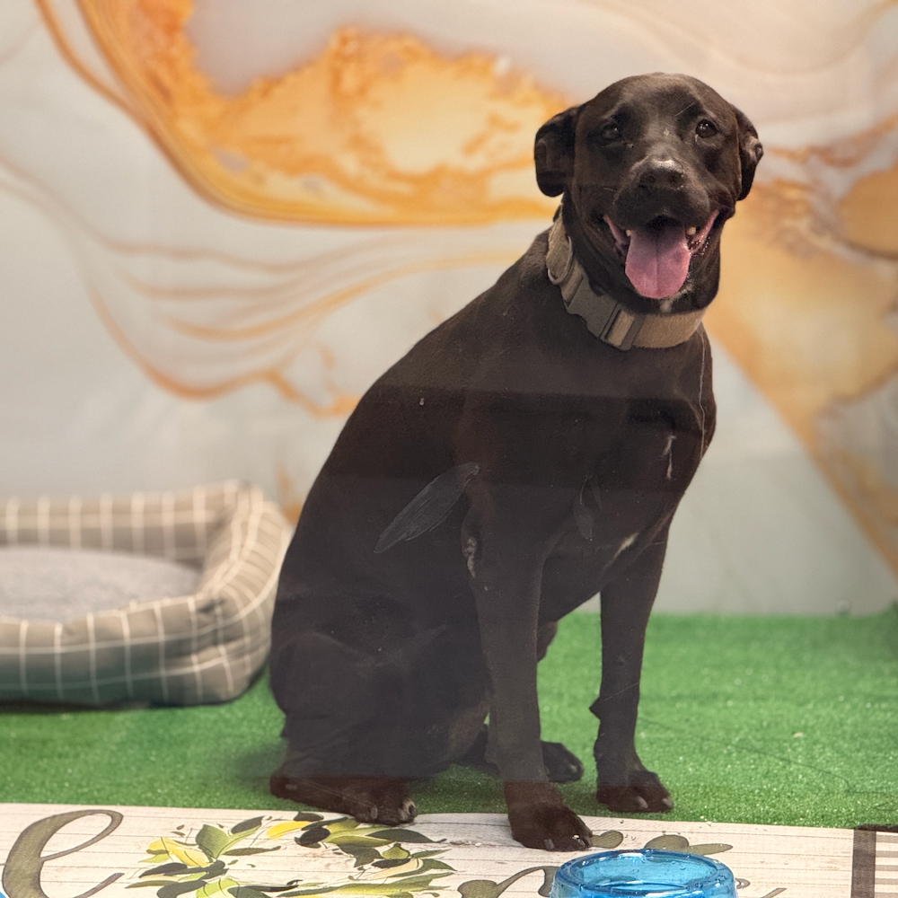 A black dog is sitting in front of a welcome sign