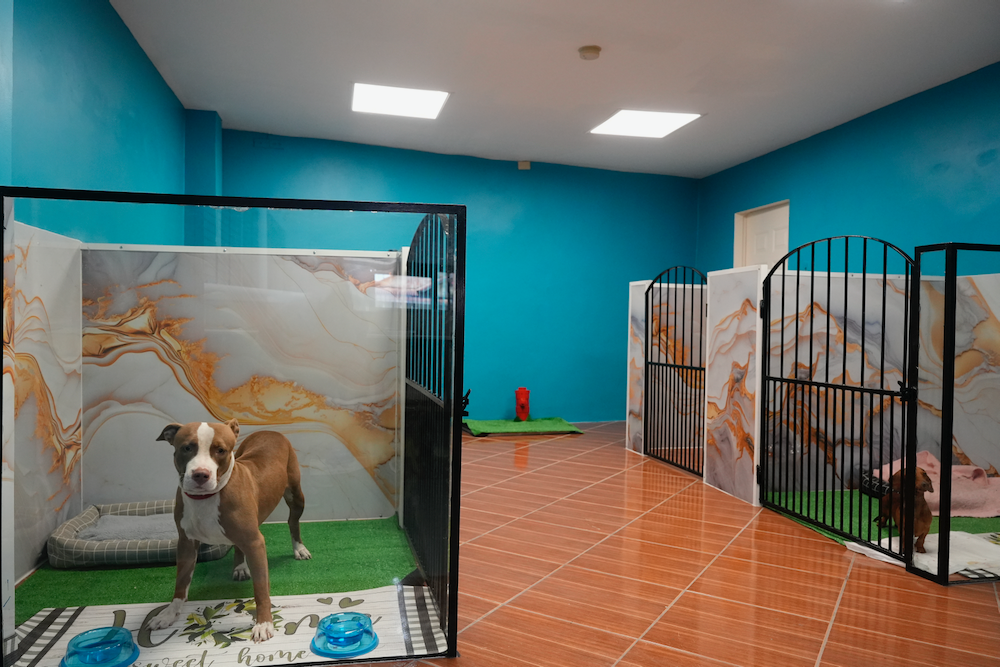 A dog is standing in a cage in a room with blue walls.