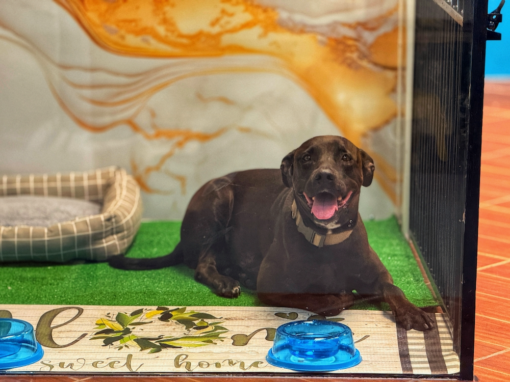 A brown dog is laying on the floor in a cage.