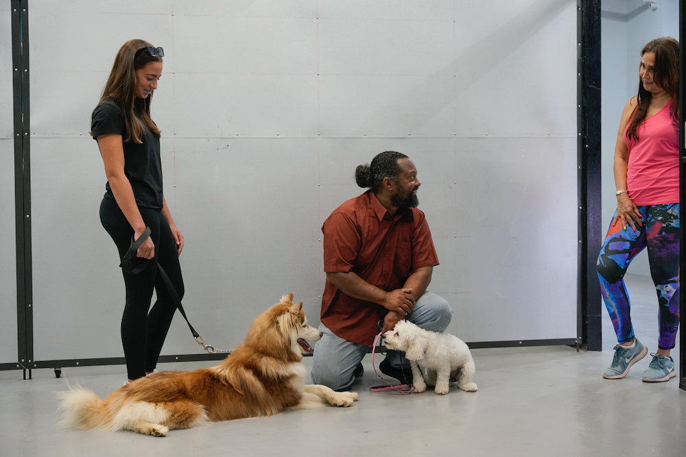 A man is kneeling down next to two dogs and a puppy.