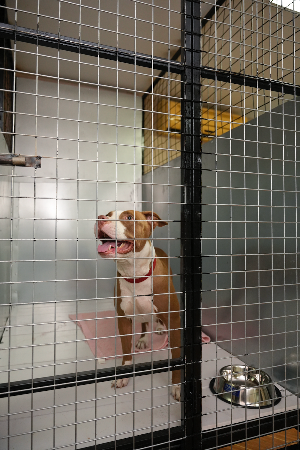 A brown and white dog is standing in a cage with a bowl of food.