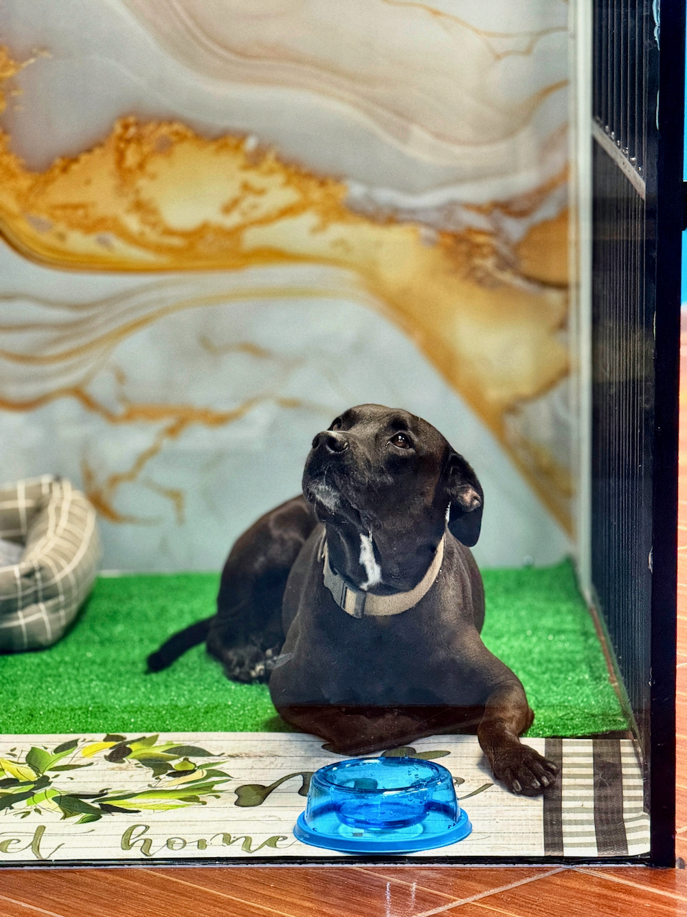 A black dog is laying on the floor next to a blue bowl.