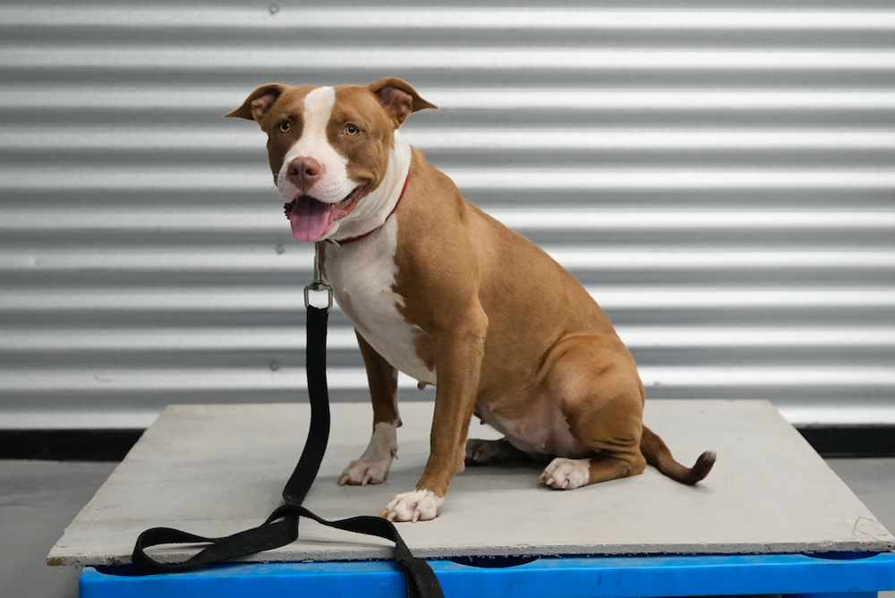 A brown and white dog is sitting on a blue table with a leash.