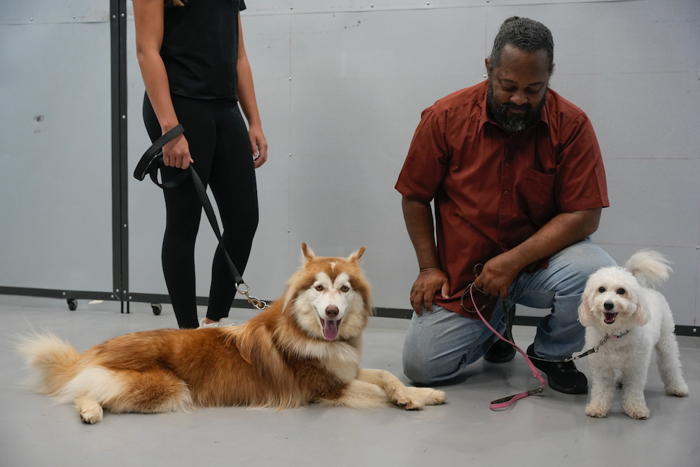 A man and a woman are kneeling next to two dogs.