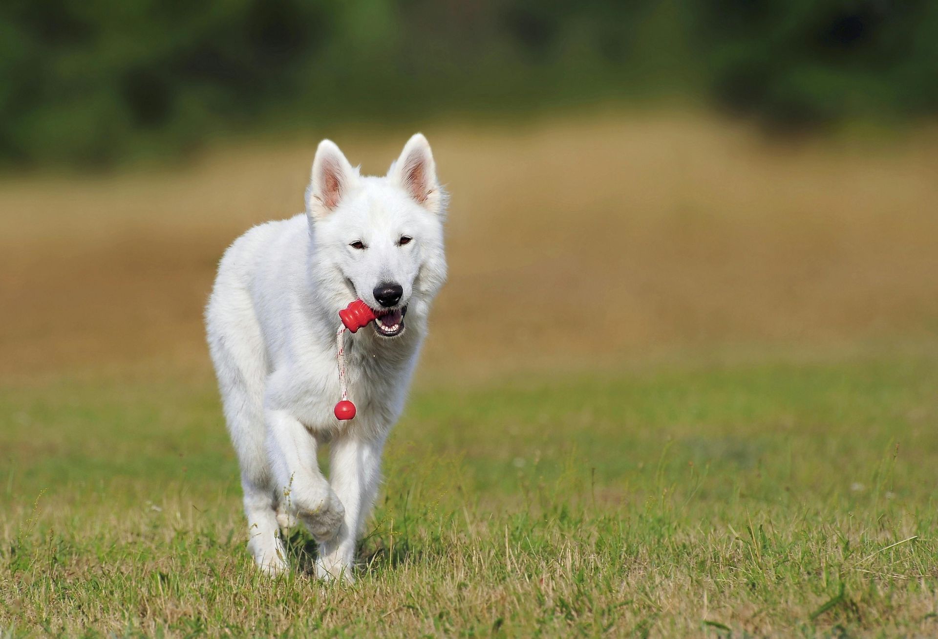 A white dog is running in the grass with a red toy in its mouth.