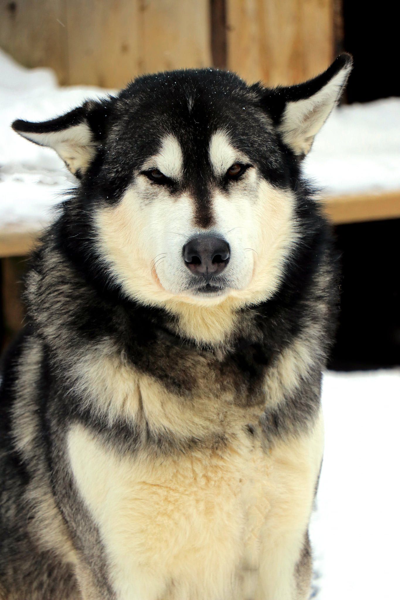 Un chien husky est assis dans la neige et regarde la caméra.