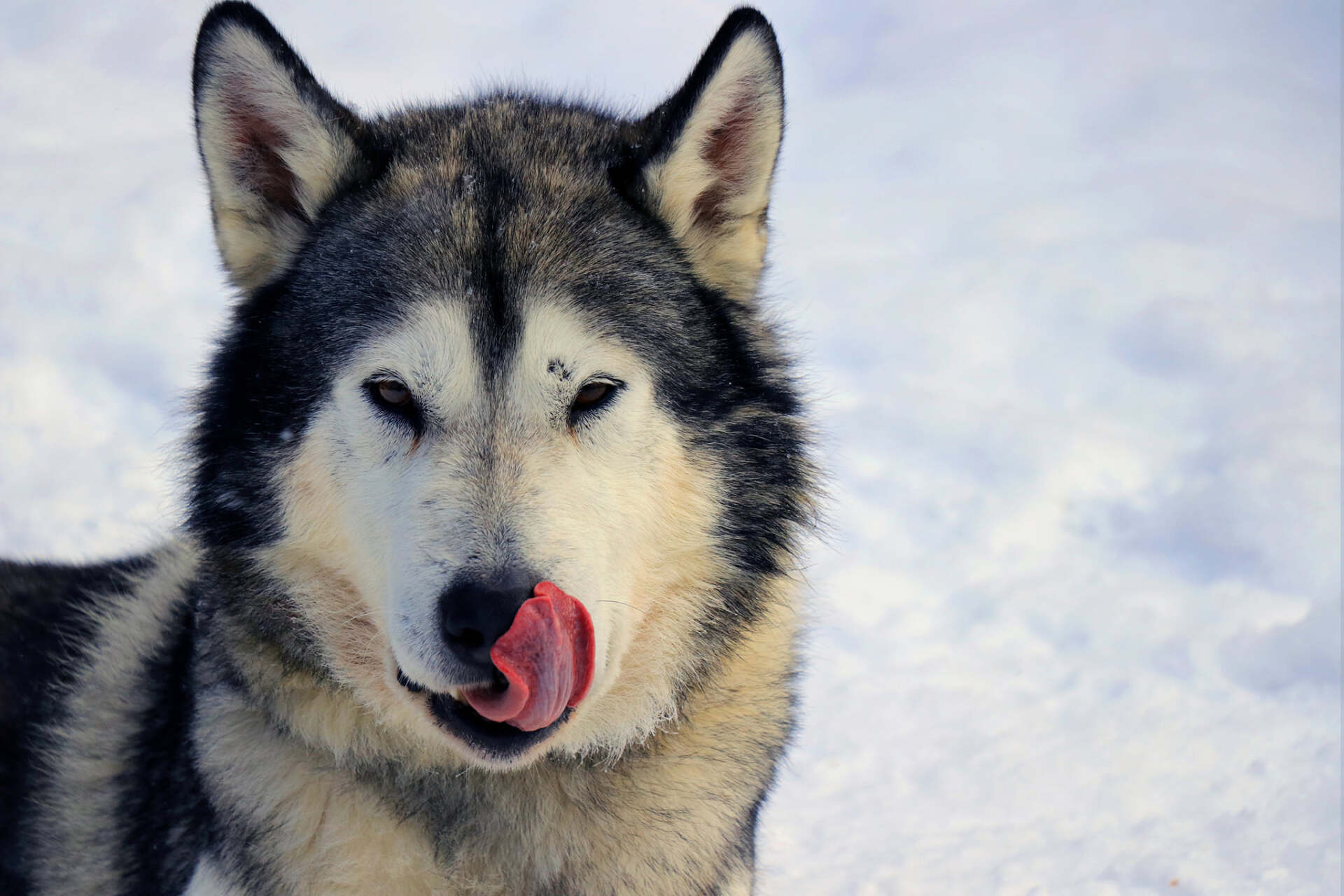 Un chien husky se lèche le nez dans la neige.