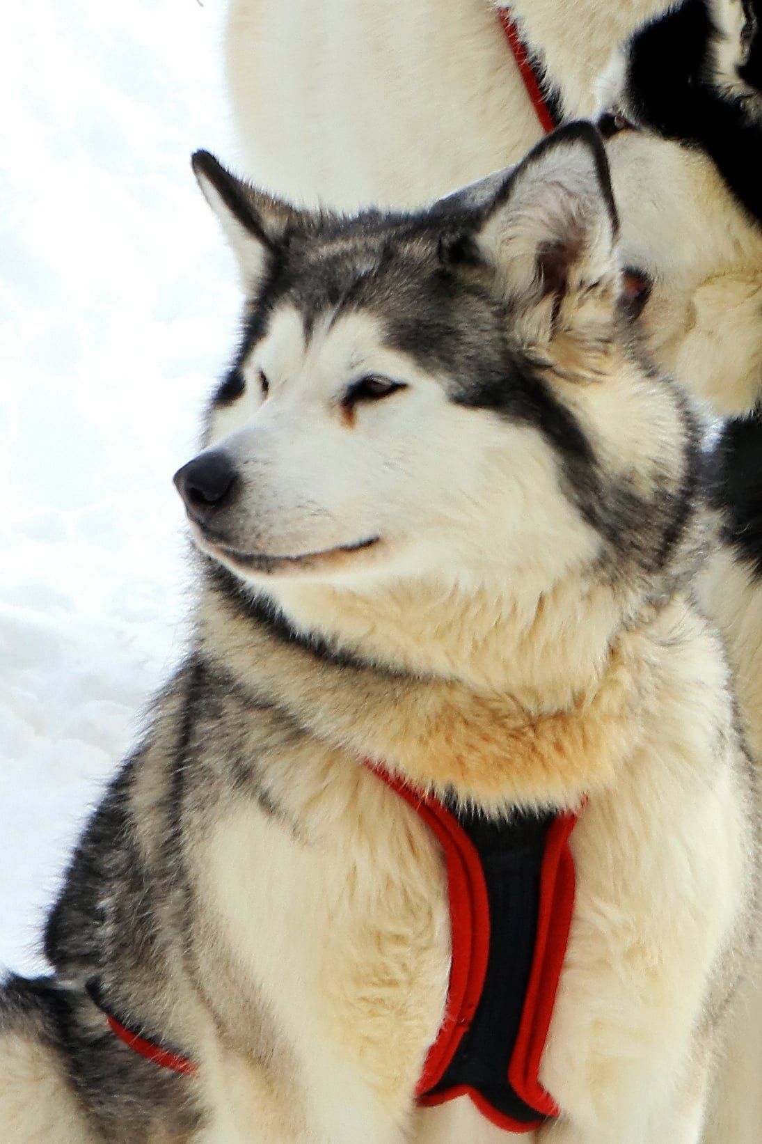 Un chien husky portant un harnais rouge et noir