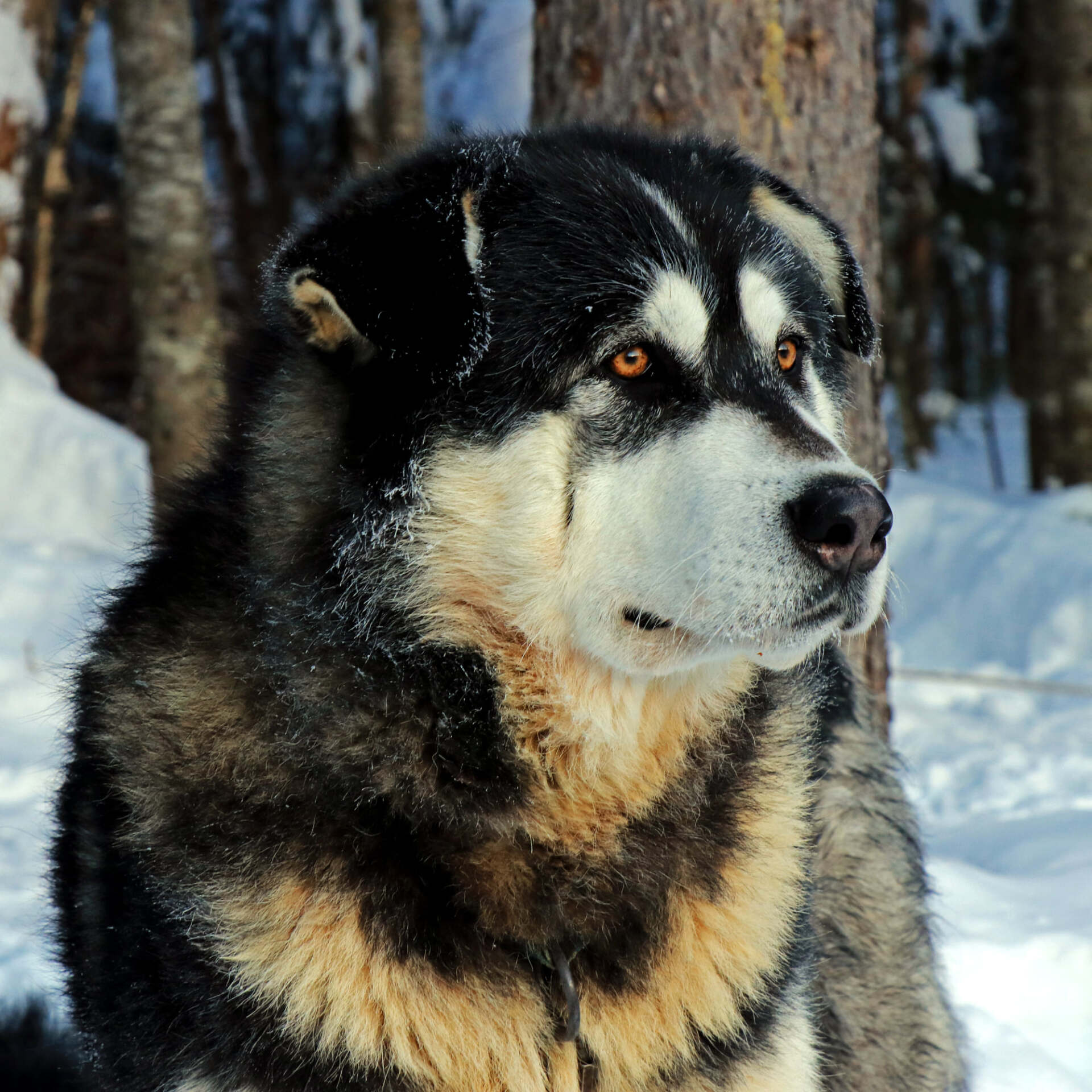 Gros plan d'un chien husky dans la neige