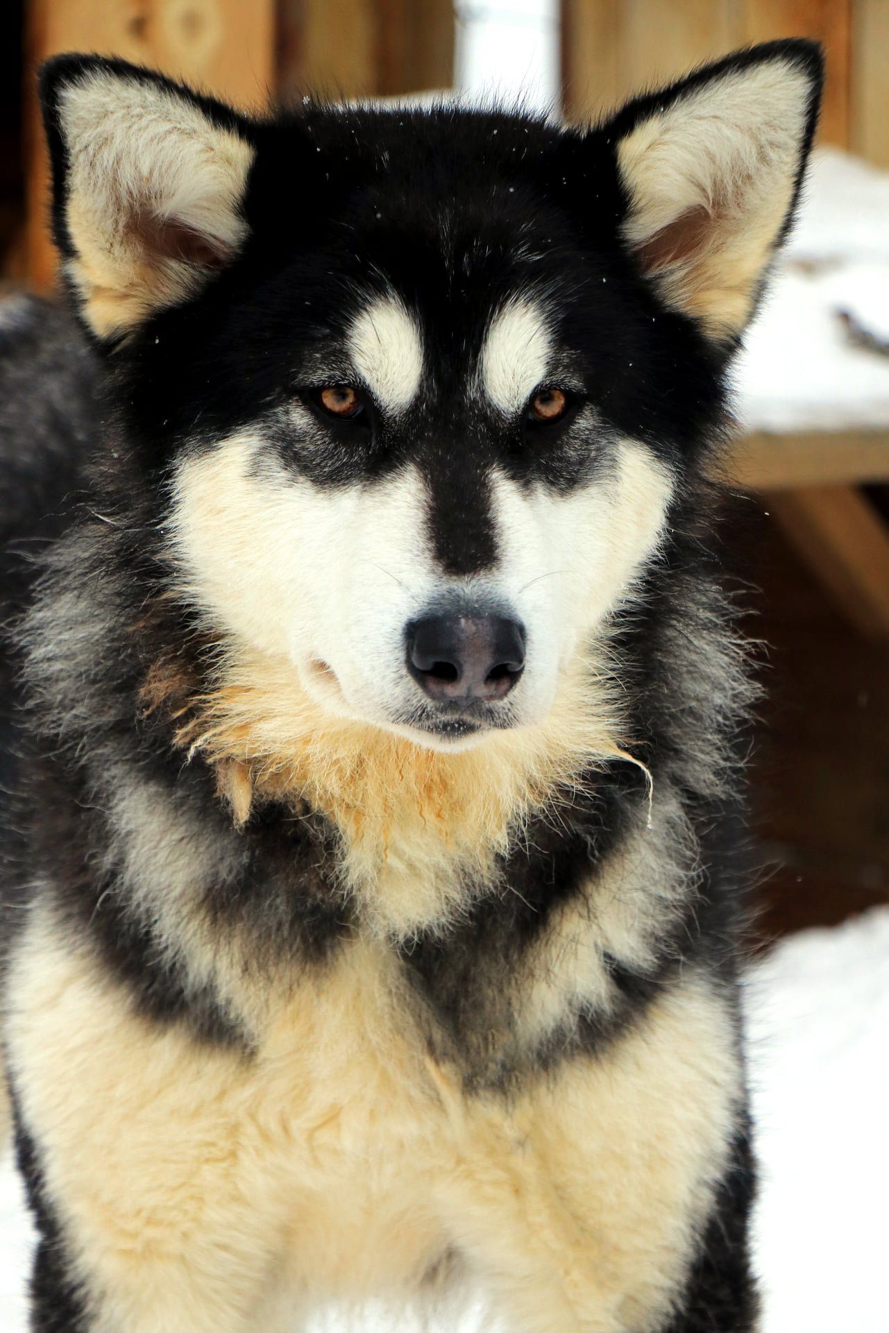 Un chien husky se tient debout dans la neige et regarde la caméra.