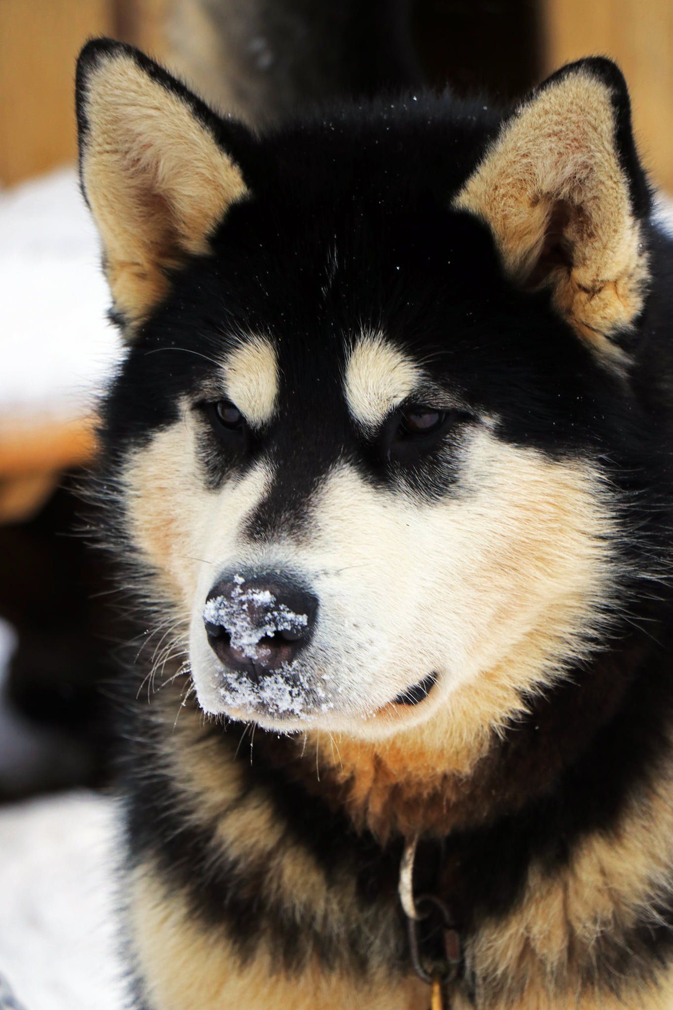 Un gros plan d'un chien husky avec de la neige sur le nez.