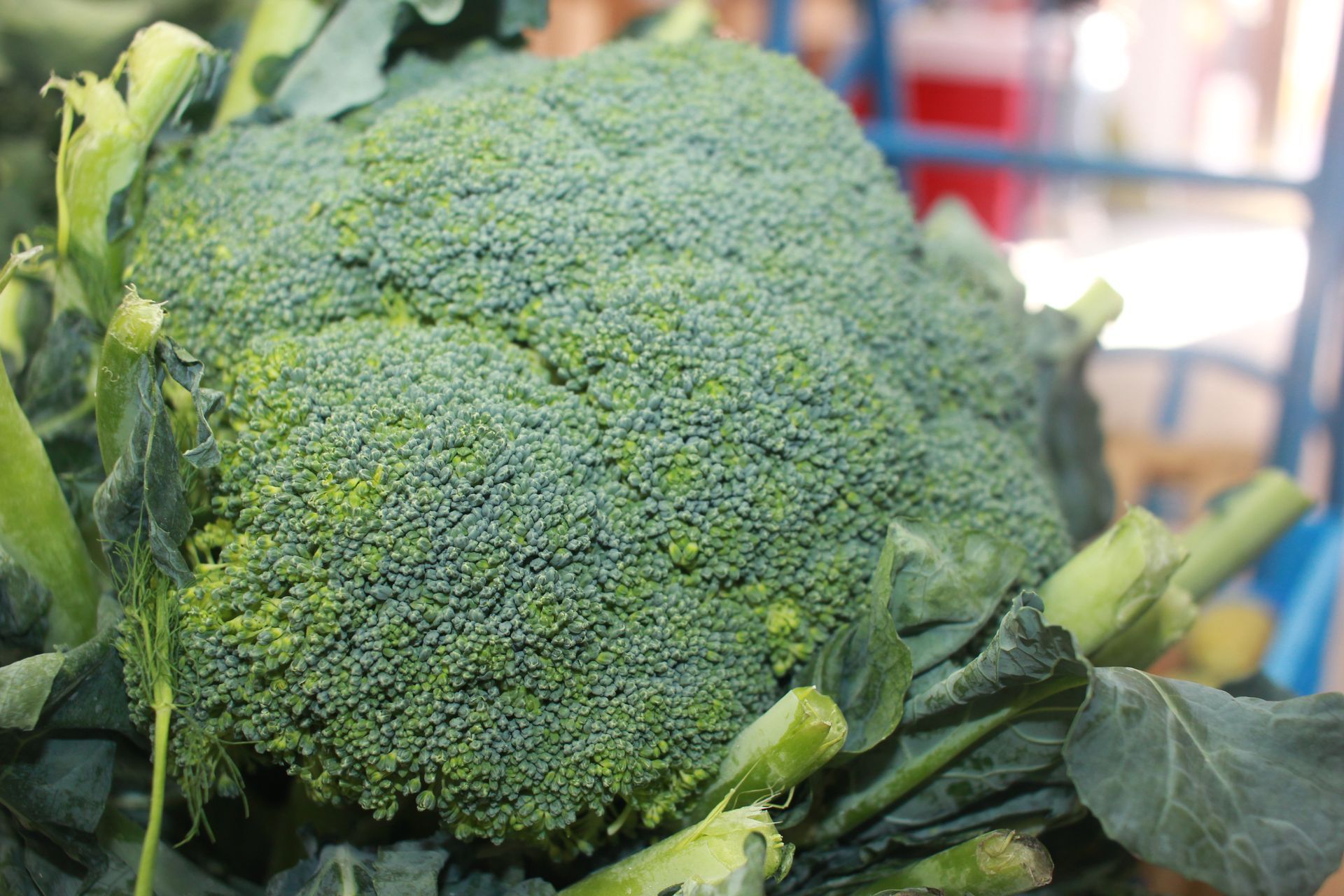 Primo piano di una testa di broccolo in un cestino.