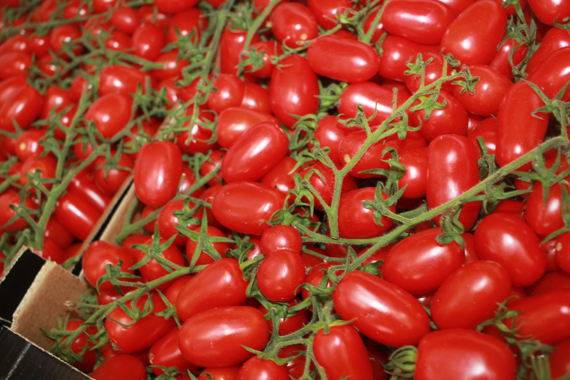 Un mazzo di pomodori rossi su un tralcio in una scatola.