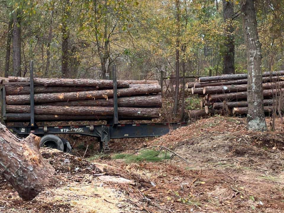 A trailer filled with logs is sitting in the middle of a forest.