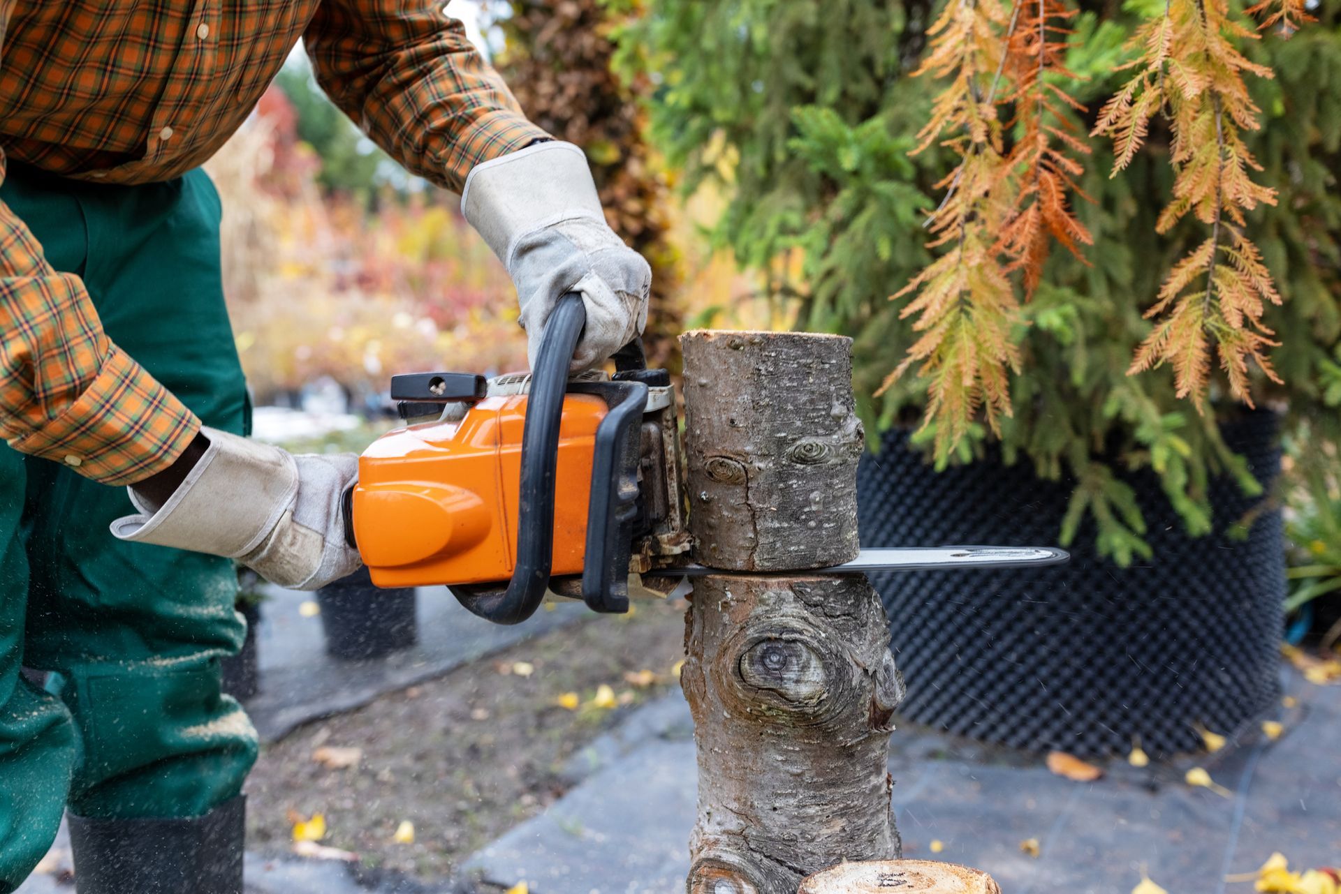 A man is using a chainsaw to cut a tree stump.