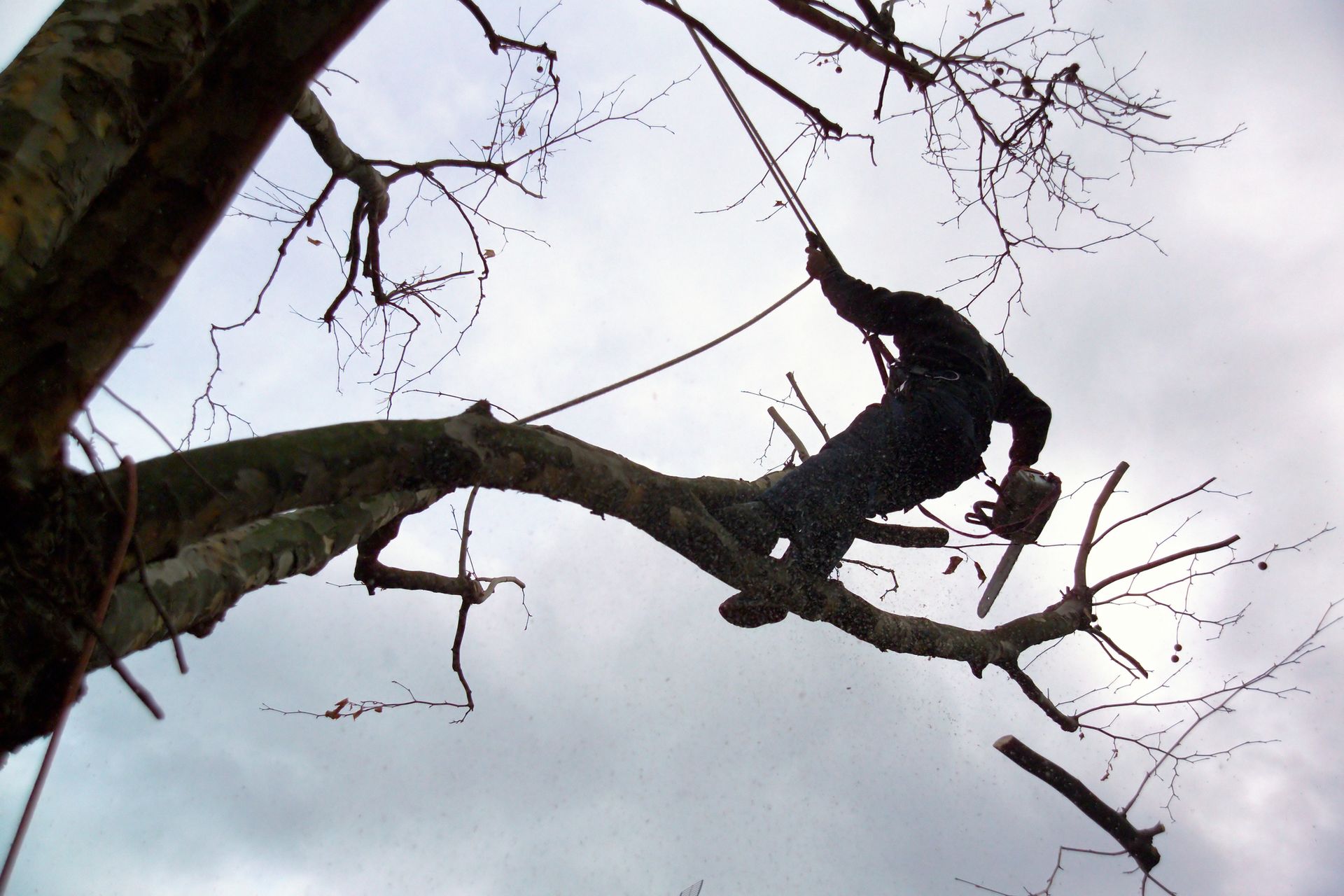 A man is cutting a tree branch with a chainsaw