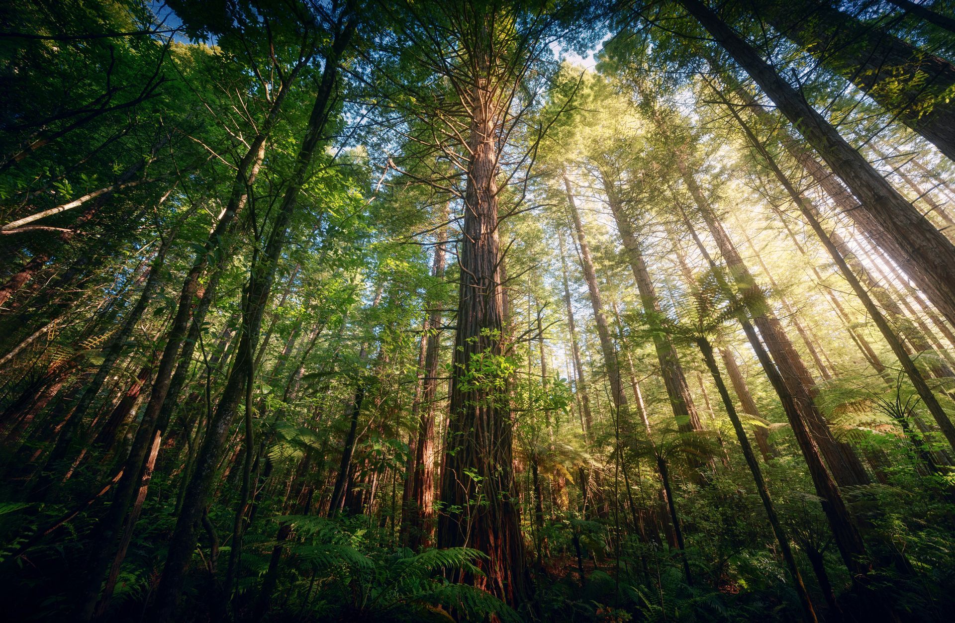 The sun is shining through the trees in the forest