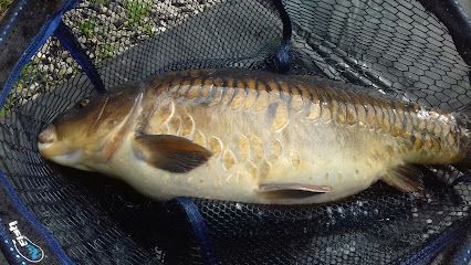 Arden Fisheries