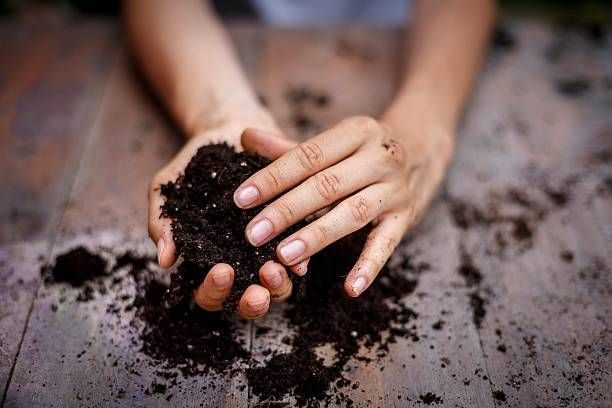 Hands holding nutrient-rich topsoil over a wooden table, perfect for planting and gardening use