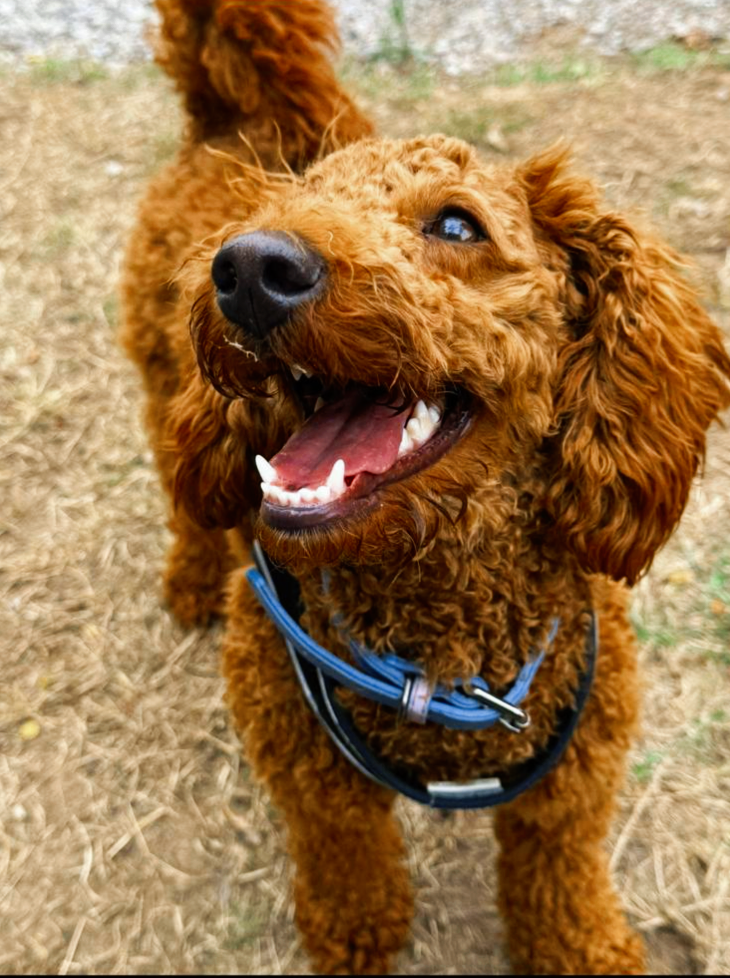 Lily the miniature poodle