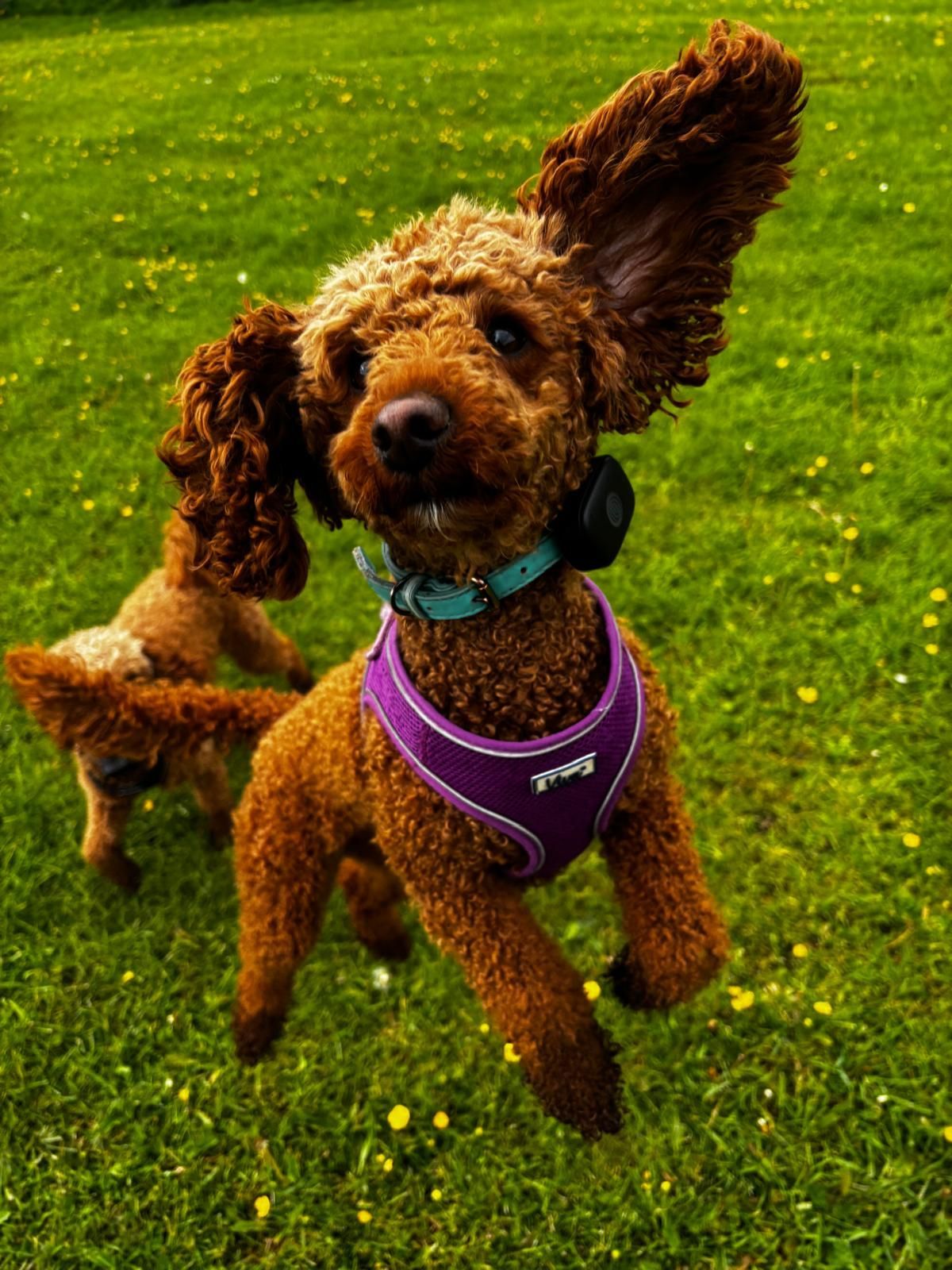 Pickle the miniature poodle