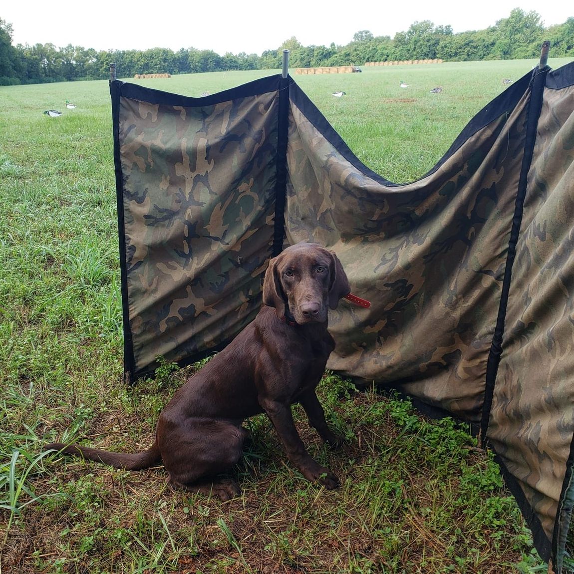 Chocolate Labrador sits in front of a camo blind in a grassy field.
