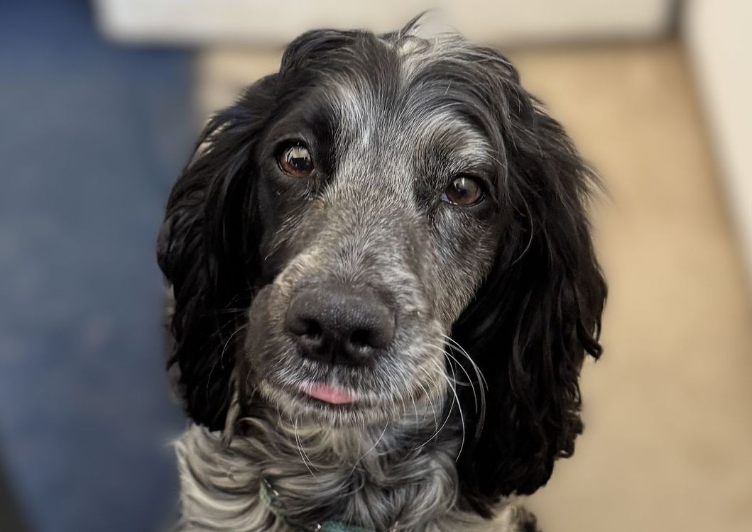 The Chris Arnold team's dog, Twiggy, a black and grey springer spaniel