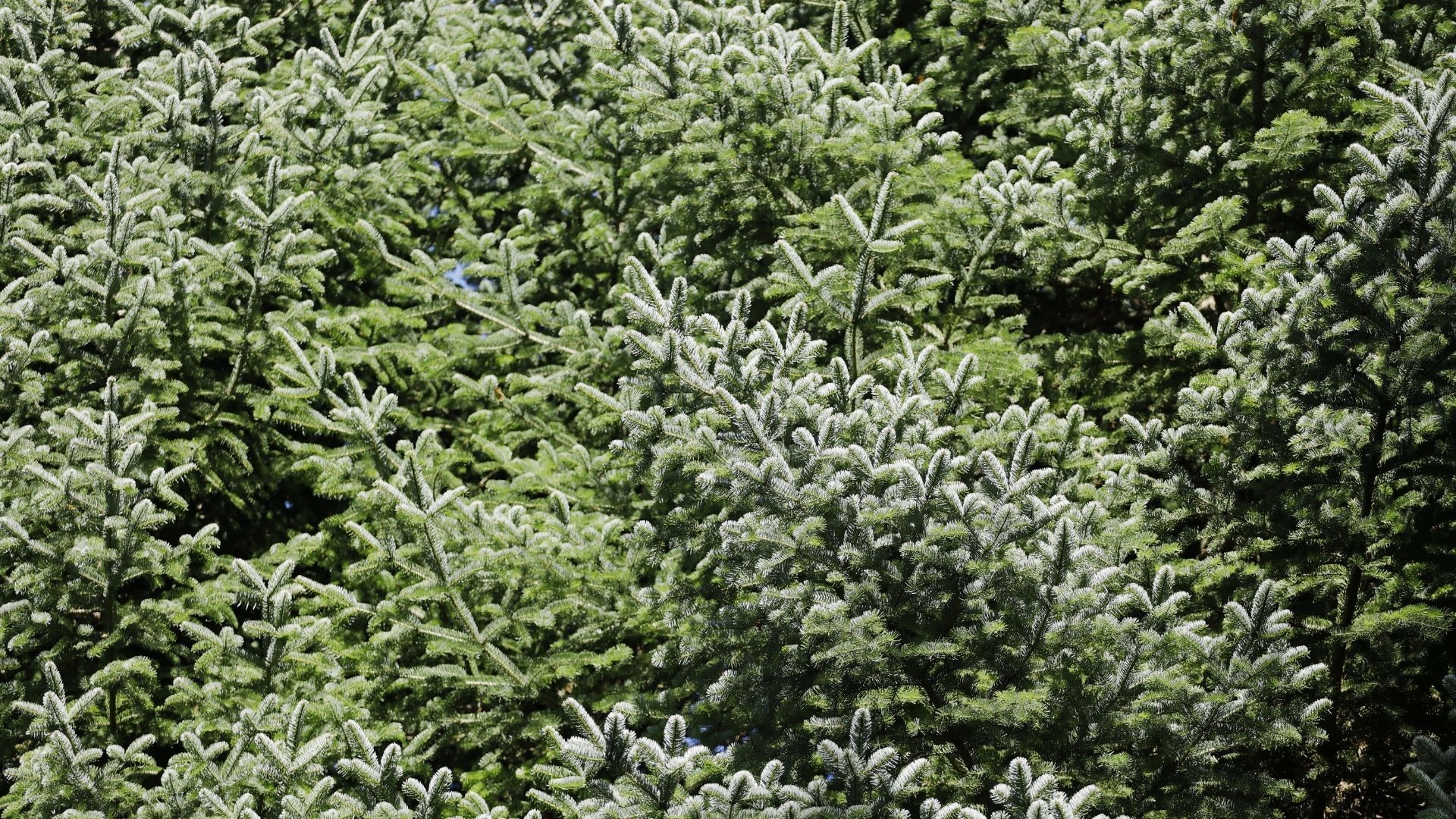 mature tree in blossom
