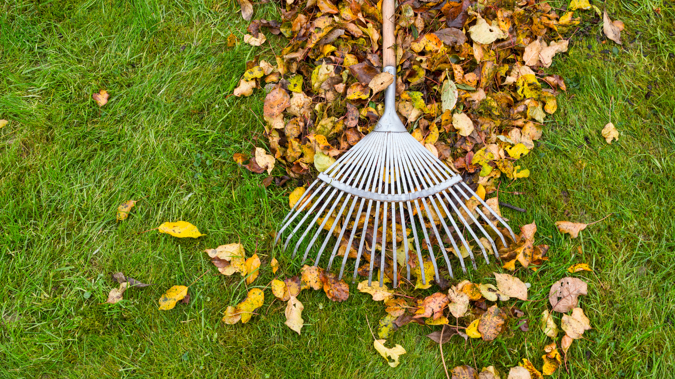 Metal leaf rake on grass collecting scattered autumn leaves