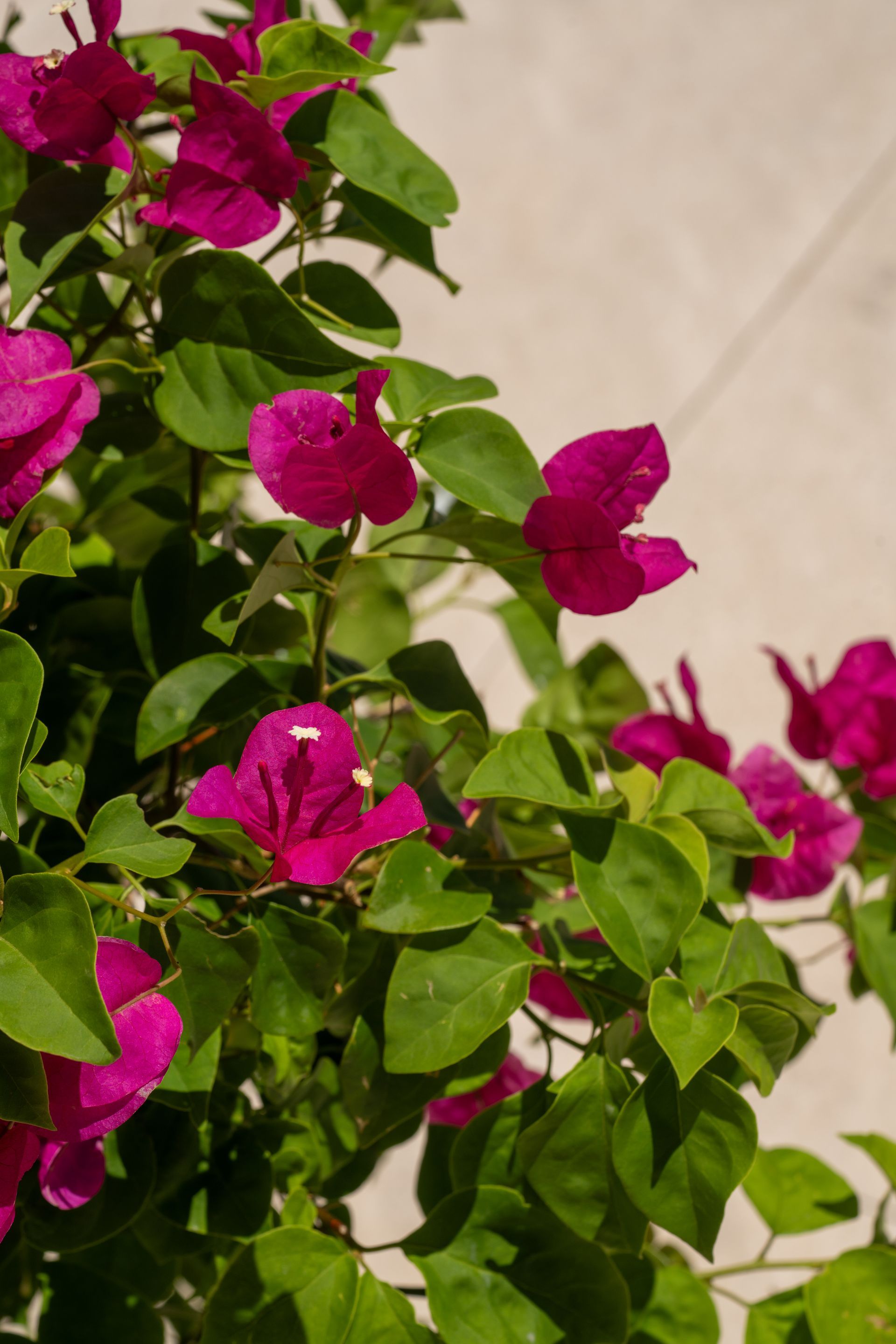 Magenta bougainvillea blossoms and green leaves against a beige wall