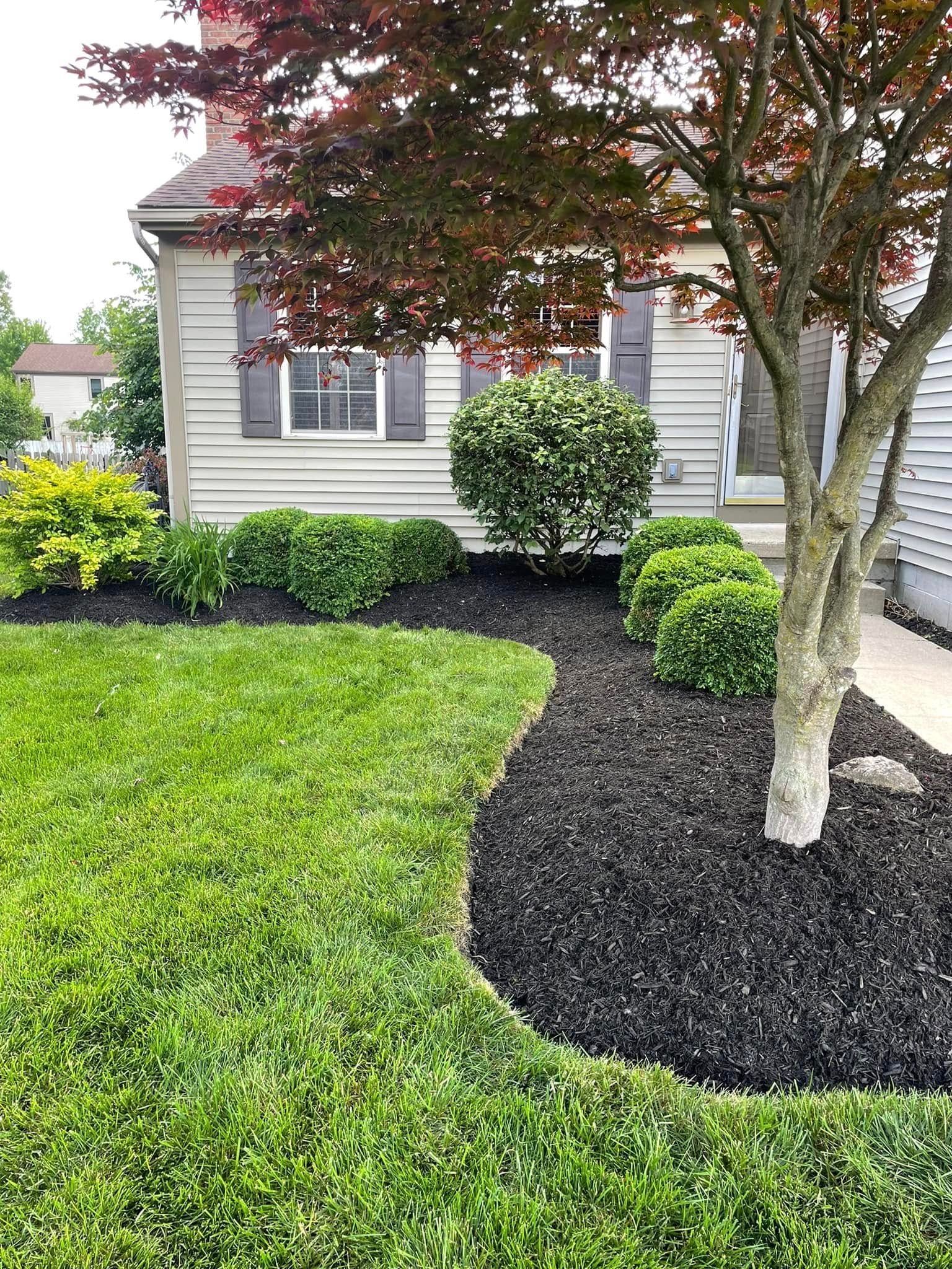 Landscaped front yard with green lawn, black mulch, shrubs, and a red-leaf tree beside a house