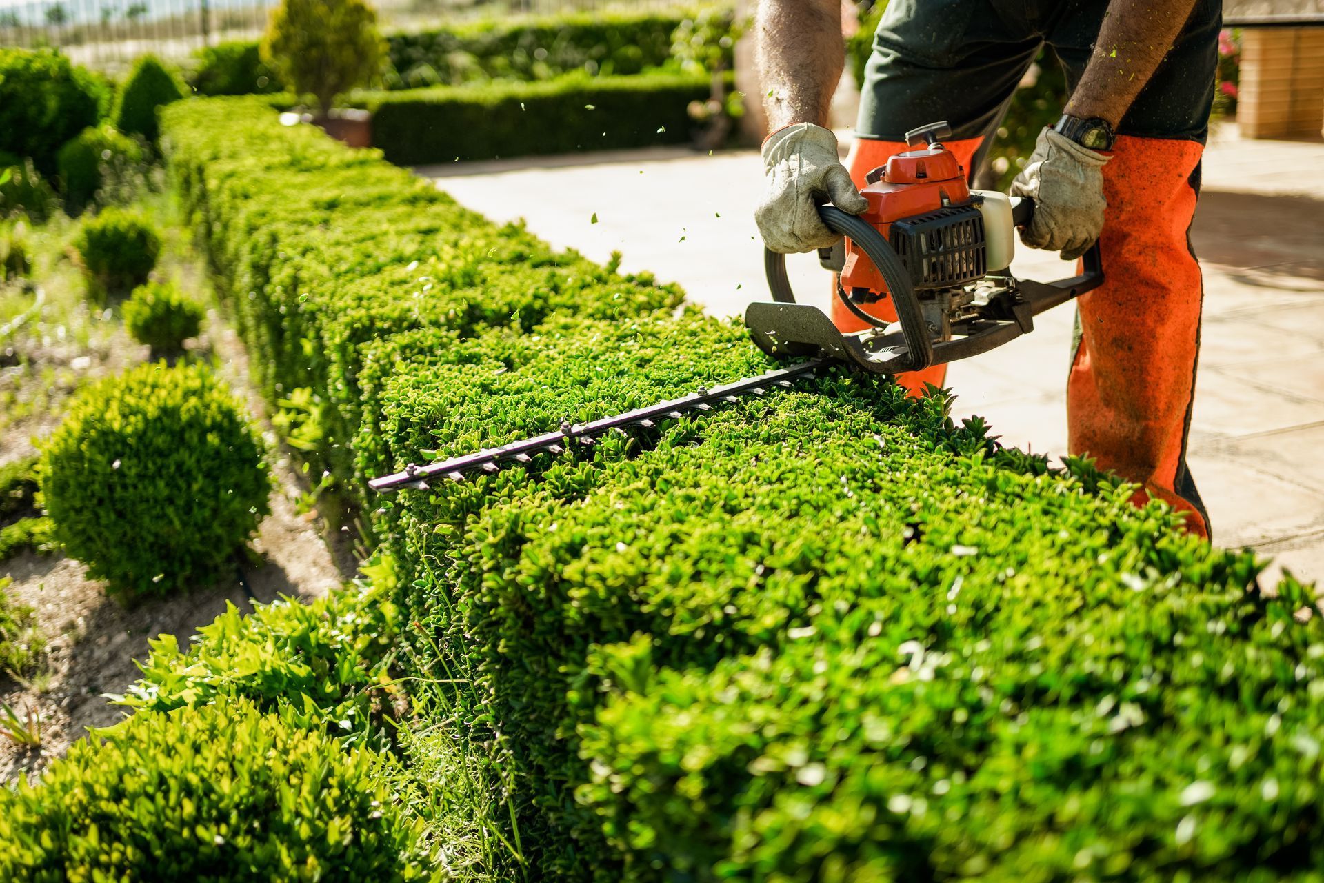 Ein Mann schneidet mit einer Kettensäge eine Hecke.