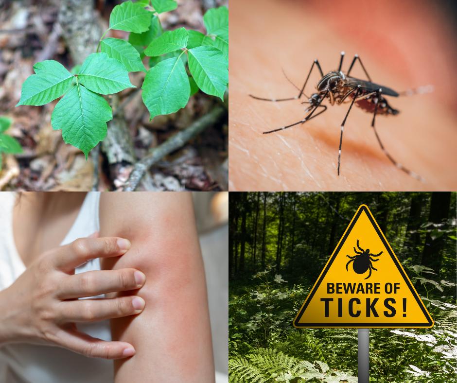 Collage showing poison ivy, a mosquito, a tick bite on skin, and a “Beware of Ticks” warning sign