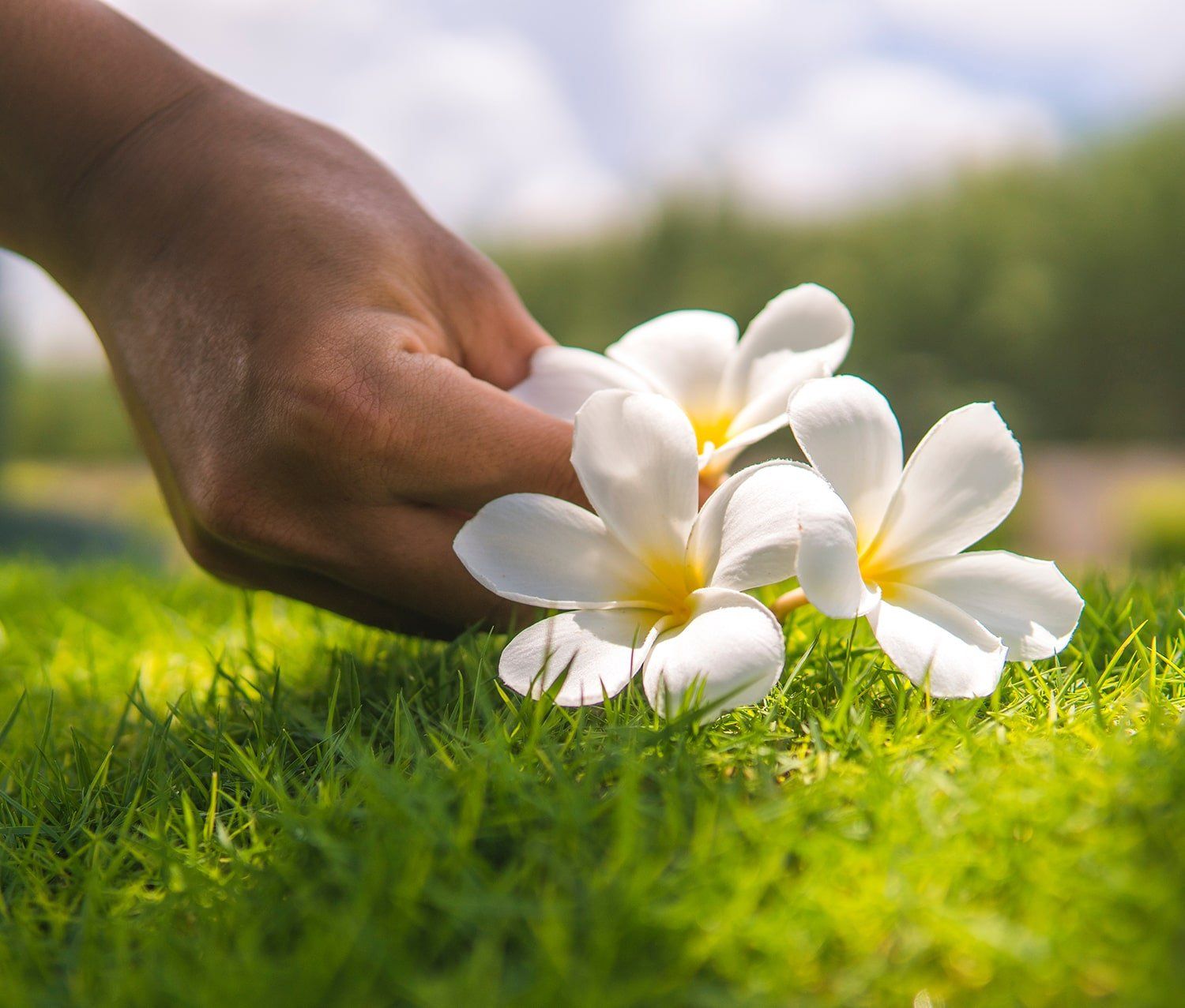 Send Flowers