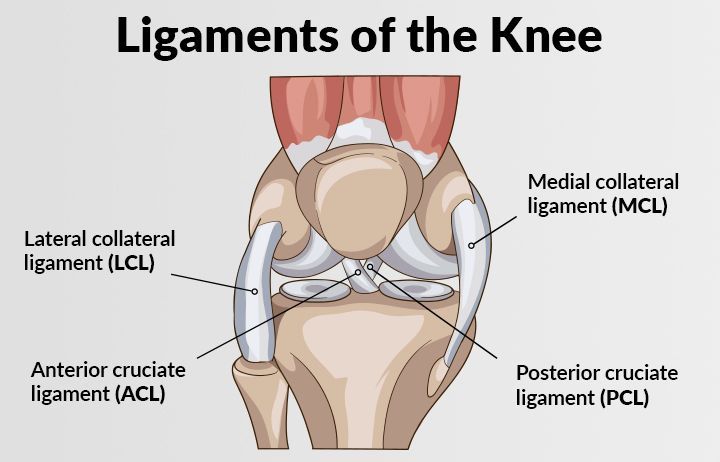 Nevada Orthopedic, Patient-298, image of ligaments of the knee, showing the ACL and PCL.