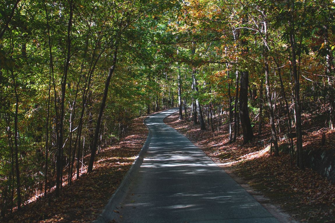 A road going through a forest with trees on both sides
