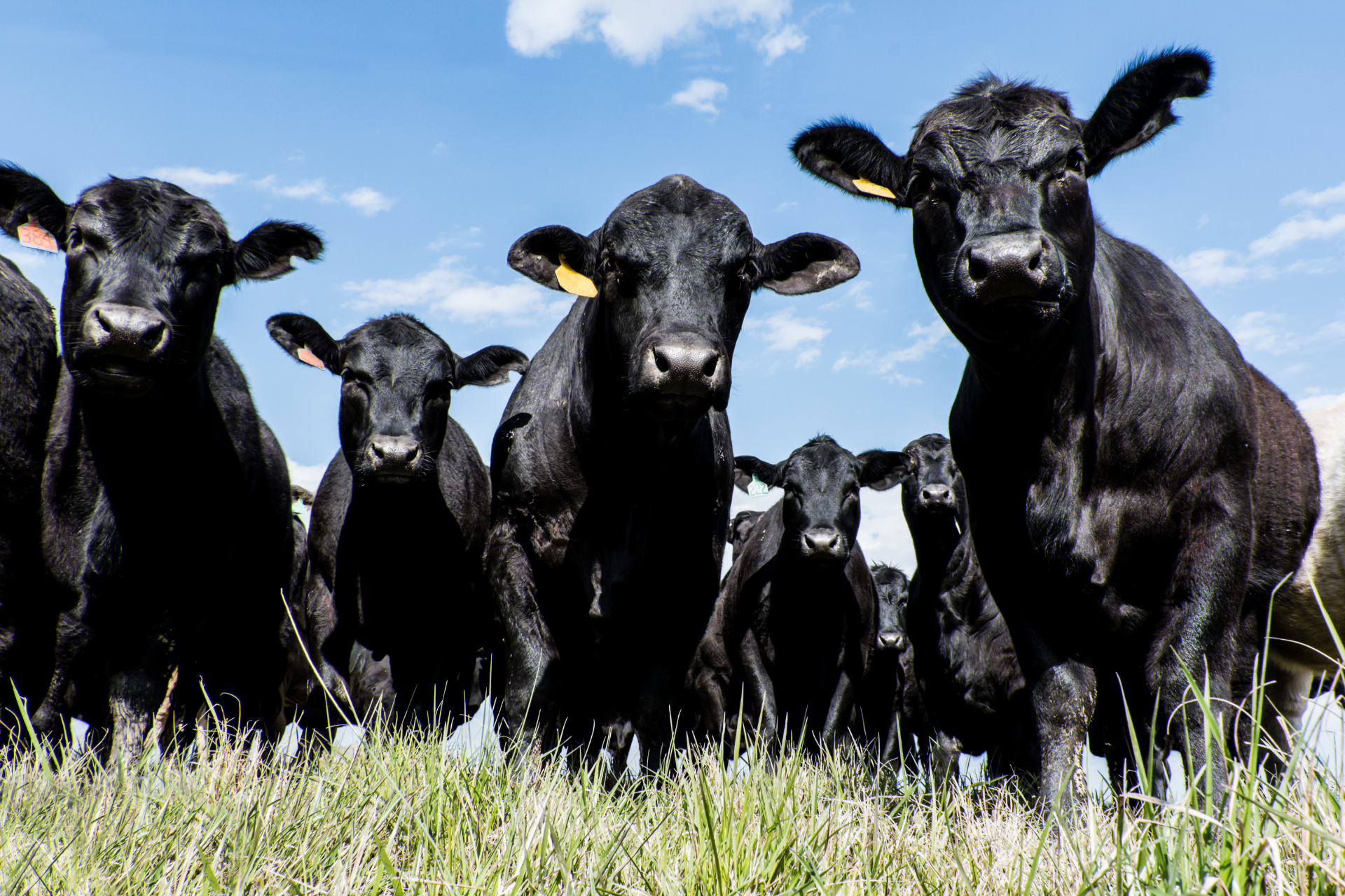 Black Angus Cattle