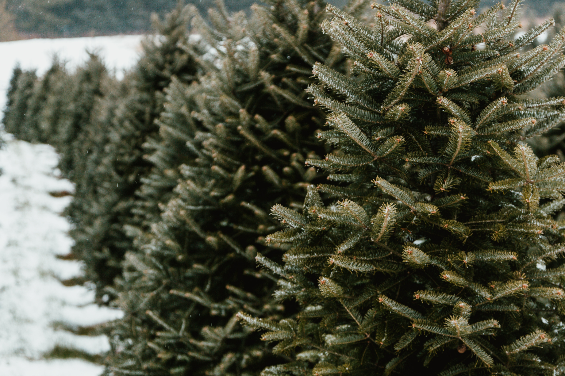 Evergreen Trees
