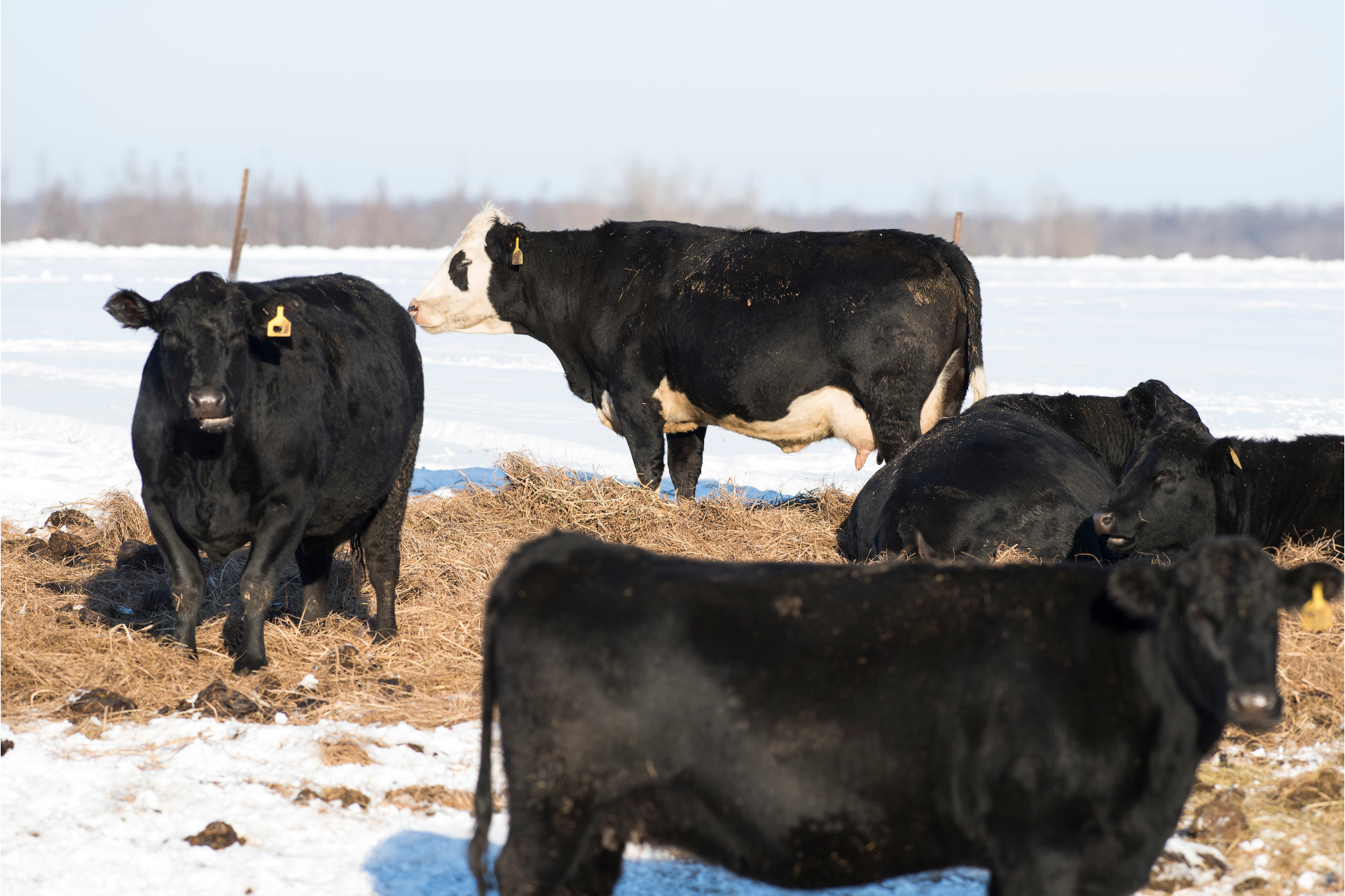 two cows