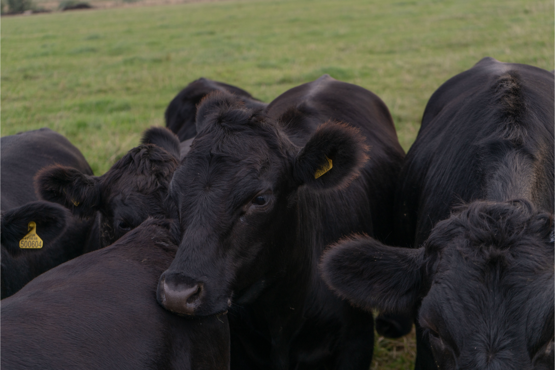 cattle transfer