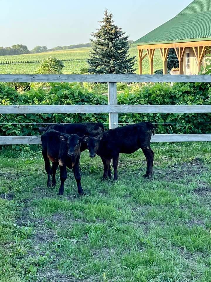cattle farms
