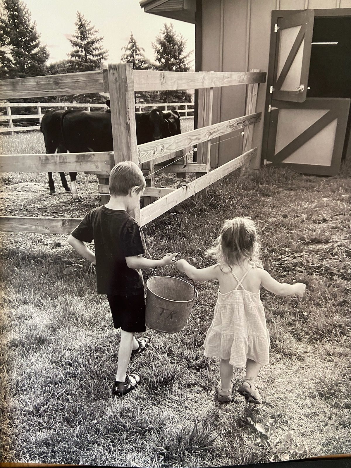 kids and cows