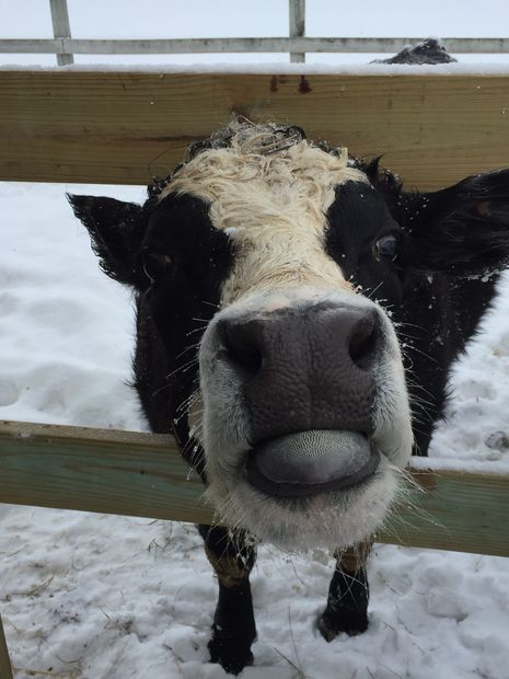black angus