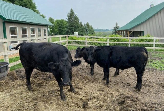 cow group