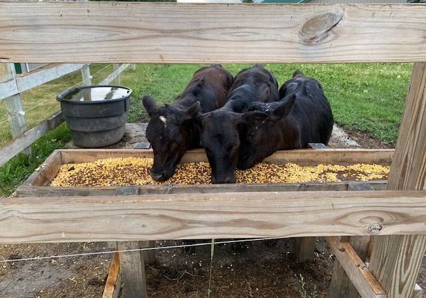 cows eating