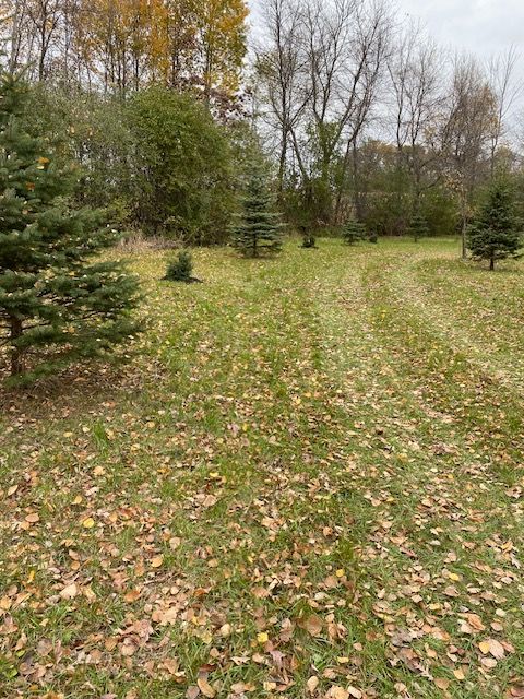 tree rows